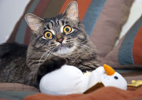 开云体育平台APP-蓝军遭遇亚洲旋风！欧冠淘汰赛上演日本球员集体收割，切尔西陷技术性击倒