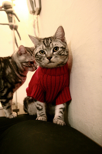 开云体育平台APP-奇才战术之谜，切特如何用传球撕碎猛龙的防守堡垒？